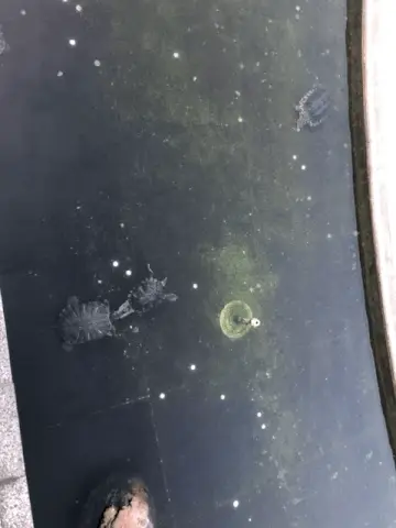 The original angry turtle committing flipper violence